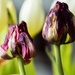 Beautiful tulips by bizziebeeme