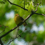 7th May 2019 - female scarlet tanager