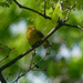 female scarlet tanager by rminer