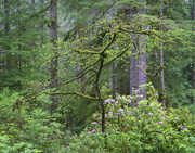 27th May 2019 - Native Rhododendrons