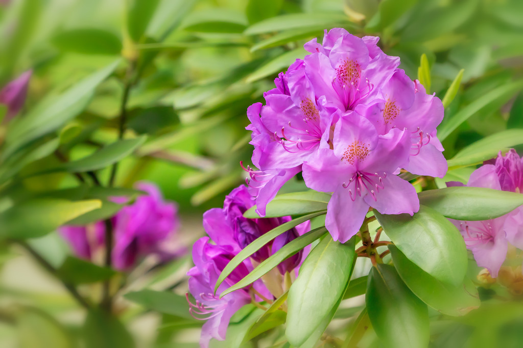 Rhododendron in the front yard by jernst1779