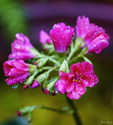 28th May 2019 - Lewisia