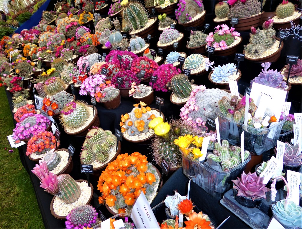 Cactus Display at the  Malvern Spring Show by susiemc
