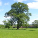tree in summer glory by arthurclark