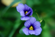 26th May 2019 - Blue Eyed Grass