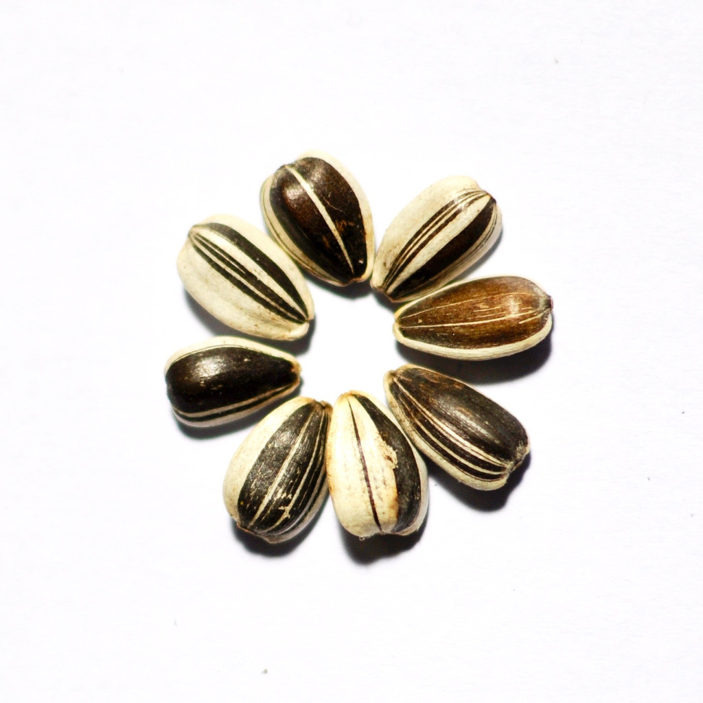 Sunflower seeds! by rosie00