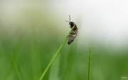 25th May 2019 - Green grass & bug