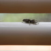 Spider on Blinds by sfeldphotos