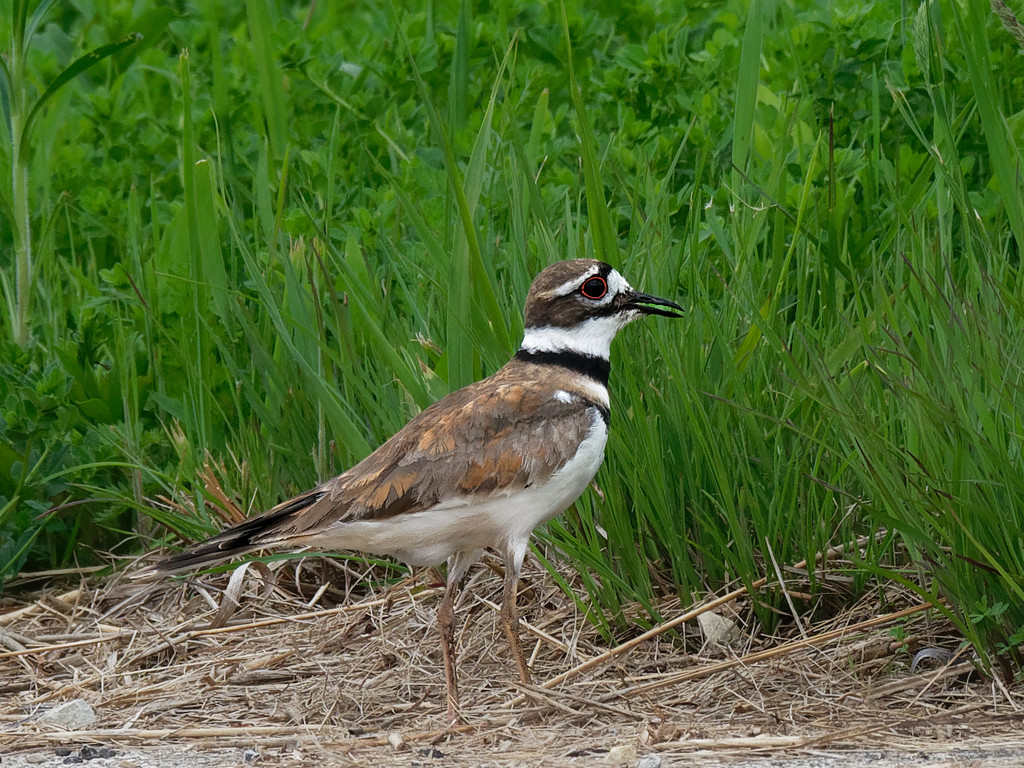 killdeer in the straw by rminer