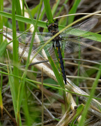 27th May 2019 - orange meadowhawk dragonfly