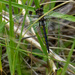 orange meadowhawk dragonfly by rminer