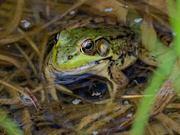 27th May 2019 - frog 