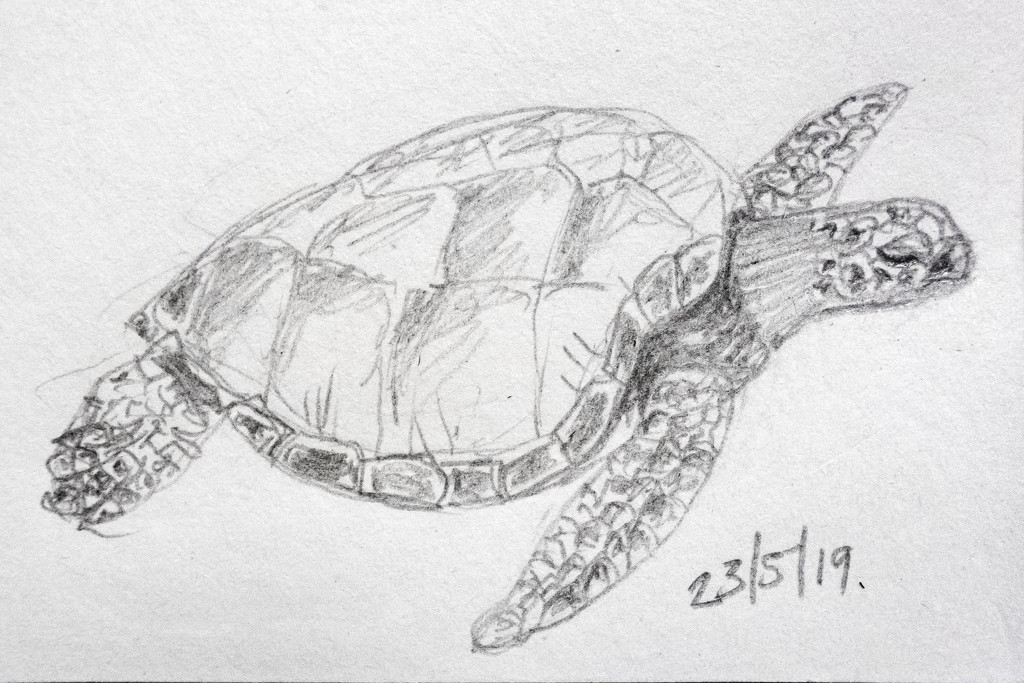Turtle by harveyzone