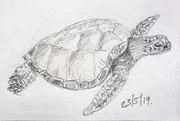 23rd May 2019 - Turtle