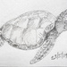 Turtle by harveyzone