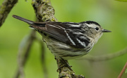 18th May 2019 - Black and White Warbler