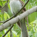 Black-billed Cuckoo by annepann