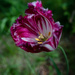 Tulip  by thedarkroom
