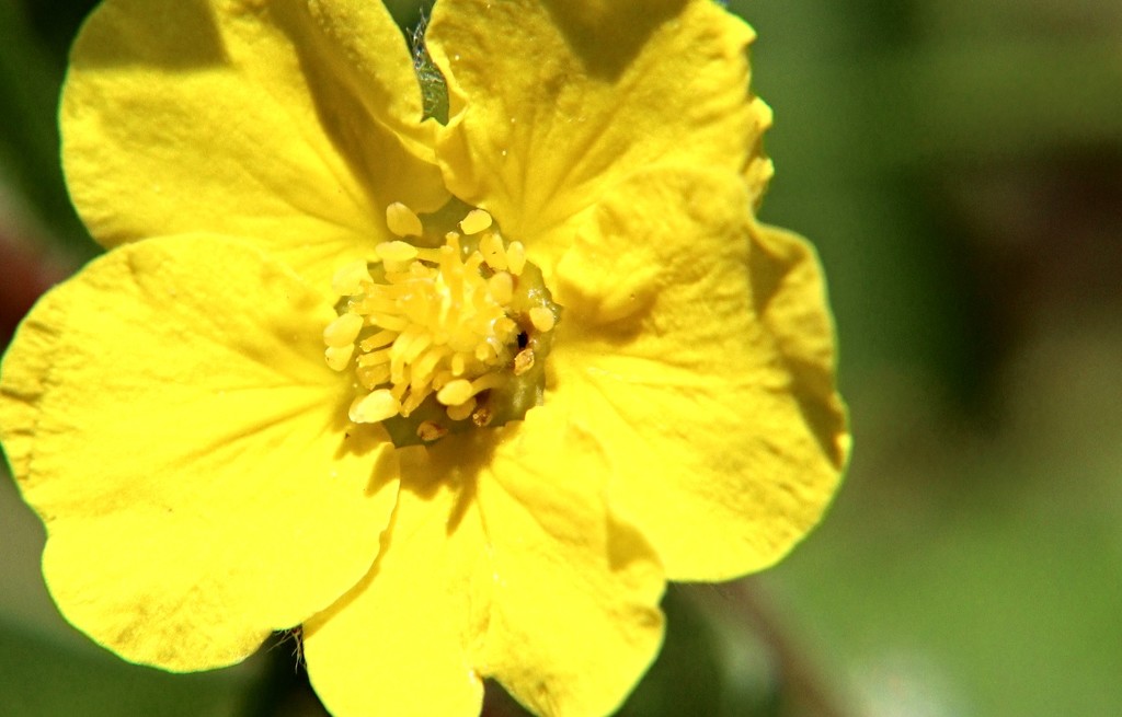 Day 147:  Yellow Flower by sheilalorson