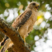 Red Shouldered Hawk Passing By! by rickster549