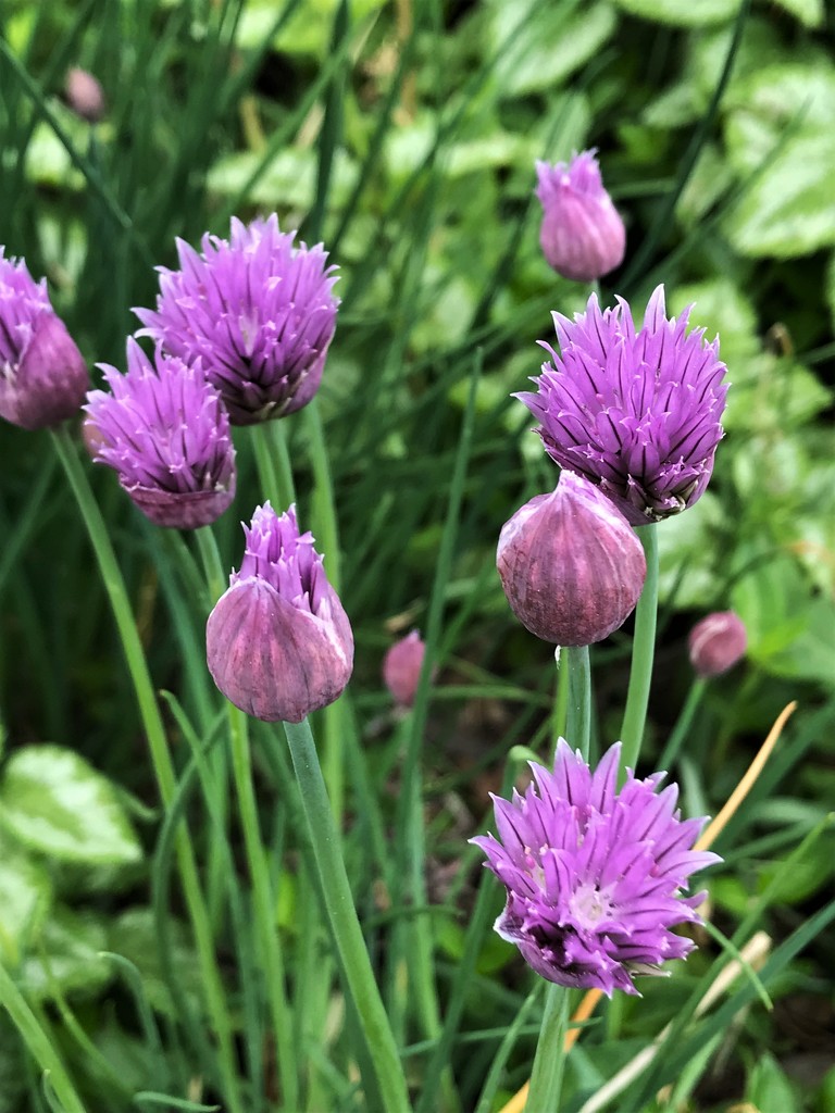 Blooming Chives by sandlily