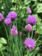 27th May 2019 - Blooming Chives