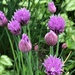 Blooming Chives by sandlily