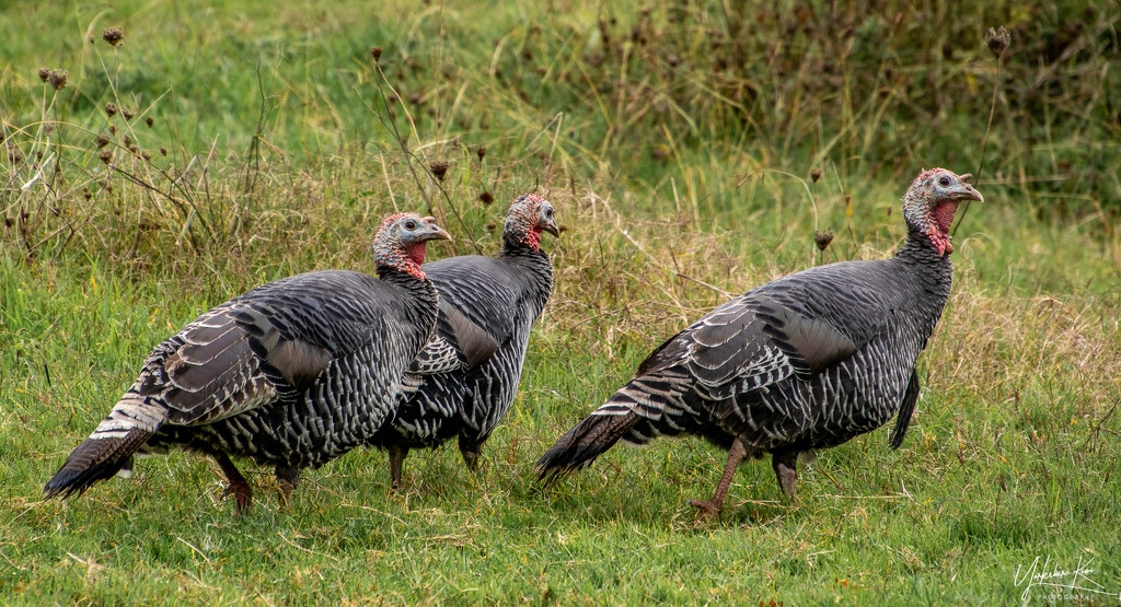 Turkeys by yorkshirekiwi