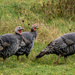 Turkeys by yorkshirekiwi