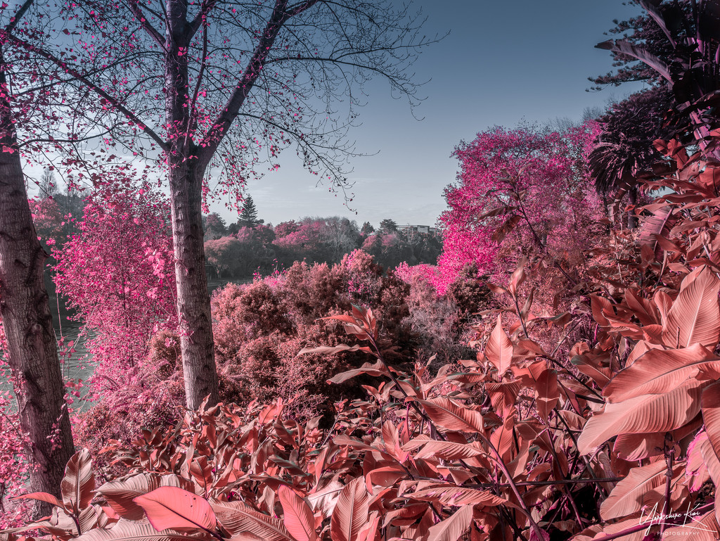 Infra red Autumn by yorkshirekiwi