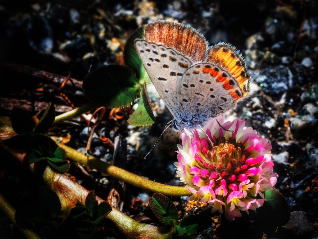 Teeny Tiny Butterflies (ETSOOI) by elatedpixie