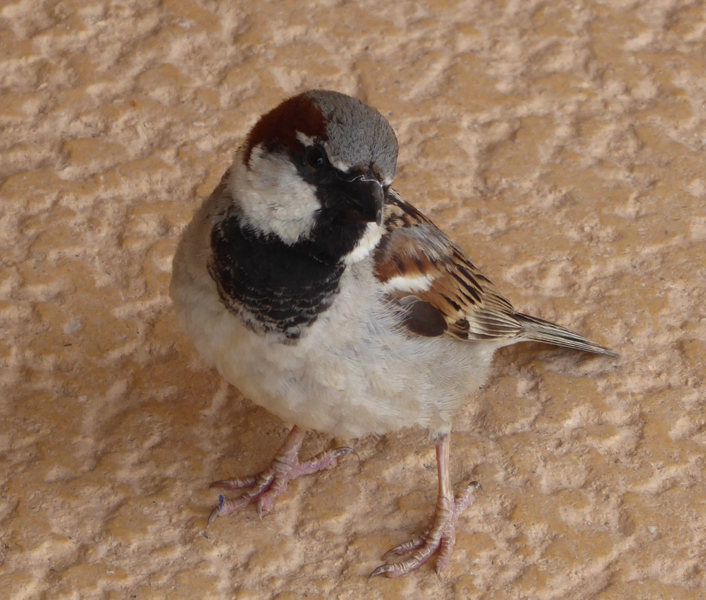 Spanish sparrow by chimfa