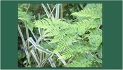 28th May 2019 - Variegated grasses and ferns.