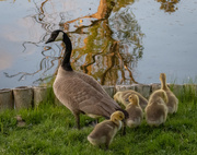 28th May 2019 - Happy Little Family!