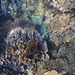 Coral at Ningaloo Reef by leestevo