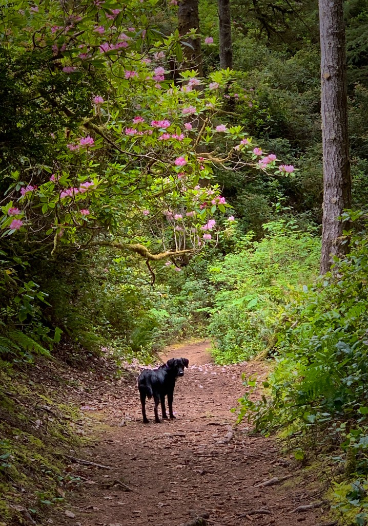 Black Pearl waiting under the native rhododendron arch by jgpittenger