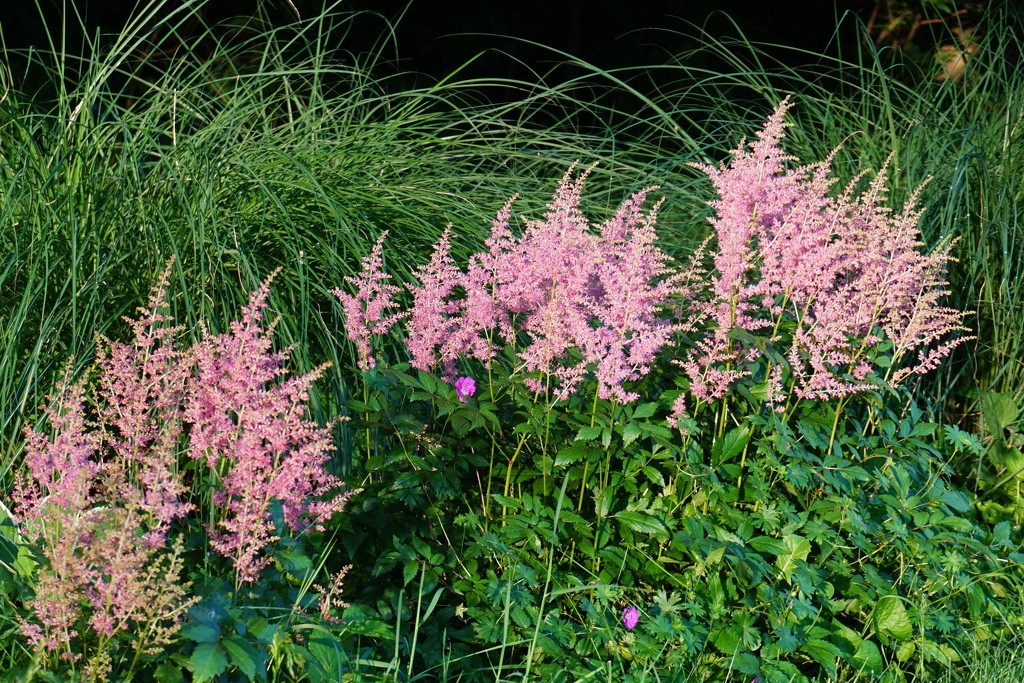 Deer don't like Astilbe by tunia