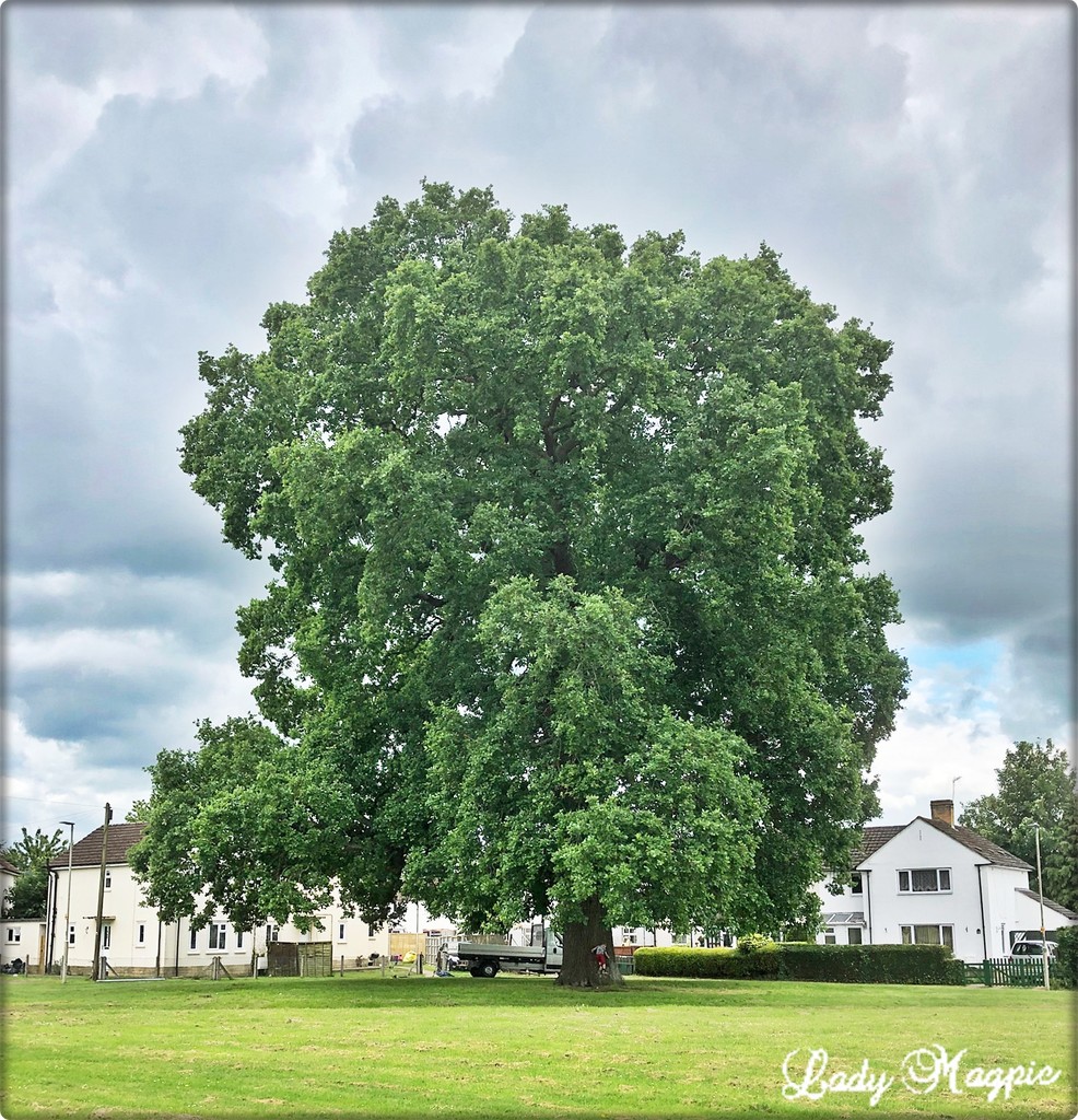 A Mighty Tree from my Past by ladymagpie