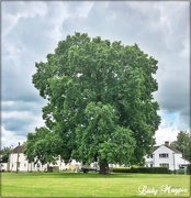 28th May 2019 - A Mighty Tree from my Past