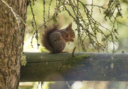 28th May 2019 - Red Squirrel
