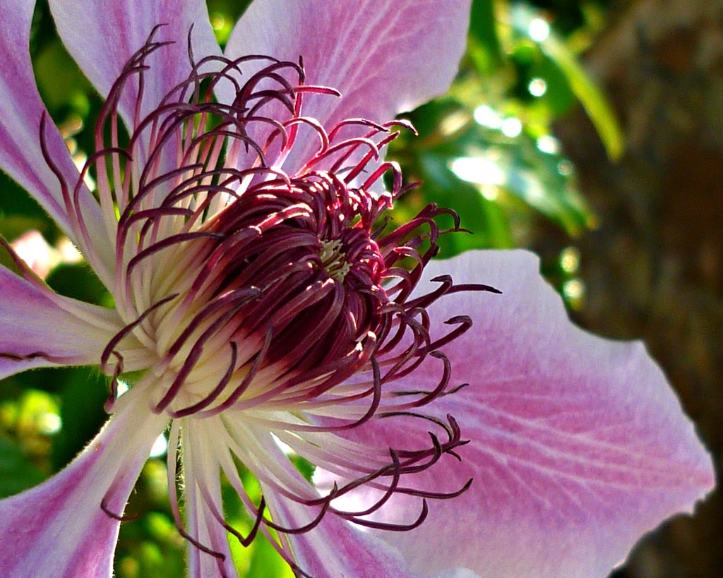 Colourful Clematis  by countrylassie
