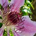 Colourful Clematis  by countrylassie