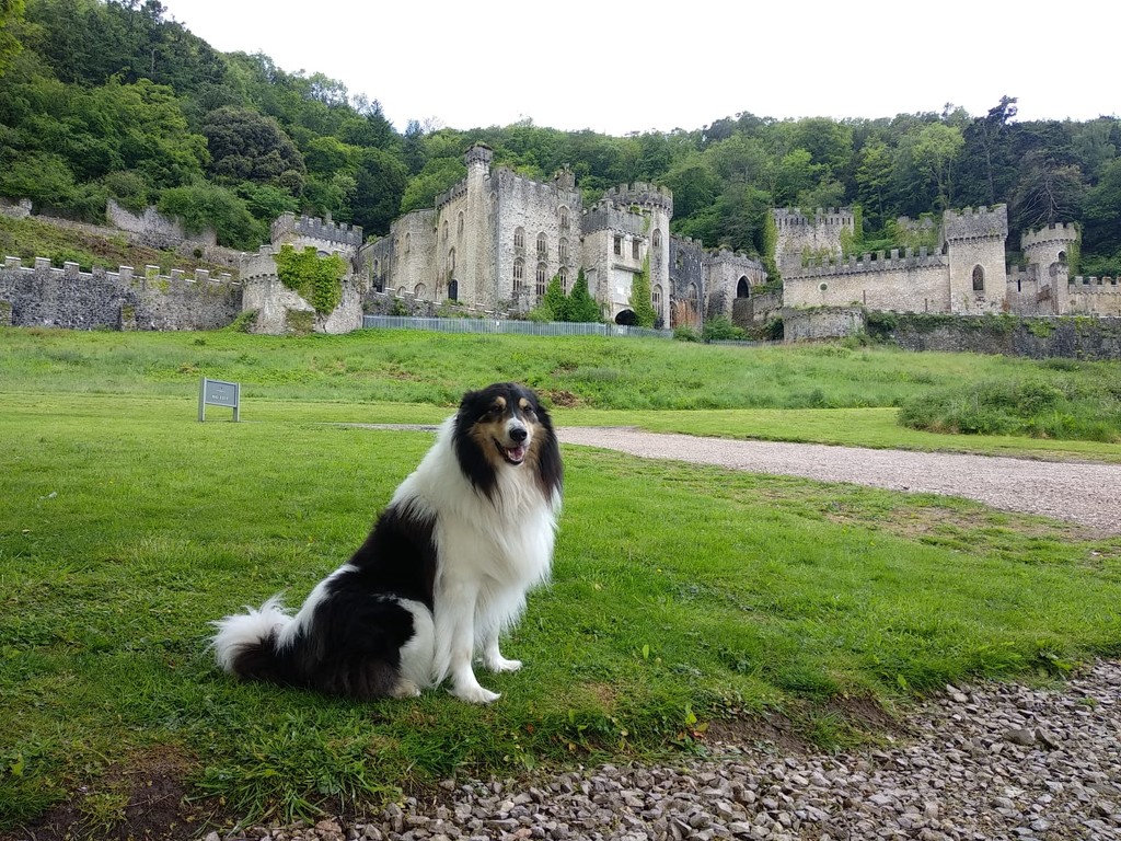 An English dogs home is his castle by brennieb
