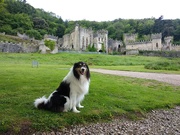 28th May 2019 - An English dogs home is his castle