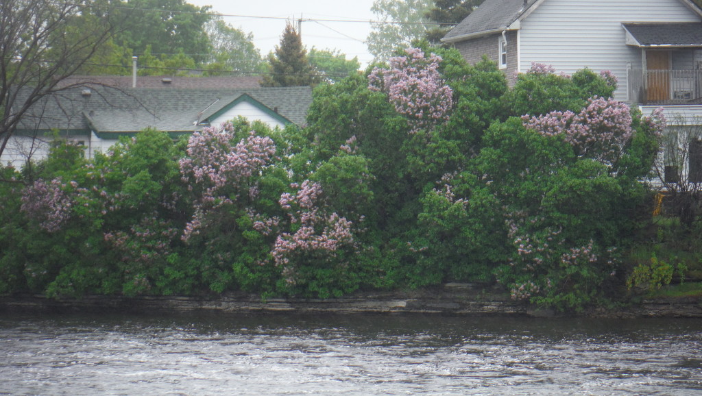 Lilacs by the River by spanishliz