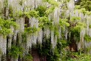 28th May 2019 - White Wisteria