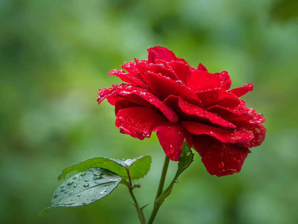 The first rose this year by haskar