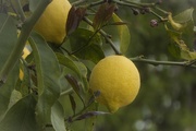 15th Apr 2019 - Lemons