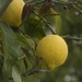 Lemons by helenhall