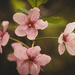 Wild Thorn Apple Blossoms by farmreporter